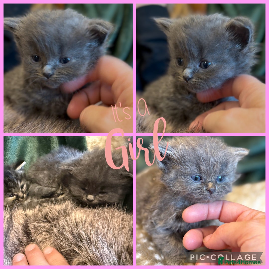 Ragdoll cats for sale: Ragdoll X Persian - Image 4