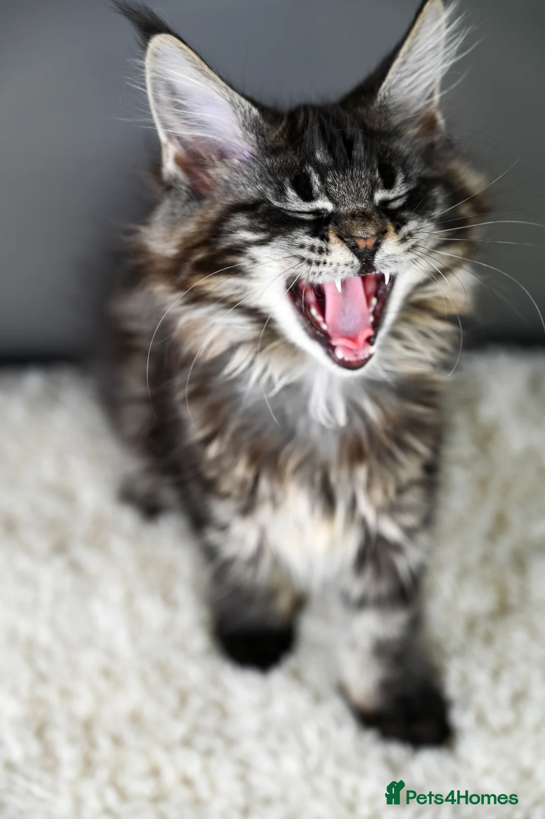 Maine Coon cats for sale: 🧬 STUNNING KITTENS - TICA REGISTERED 🎖️ - Advert 12