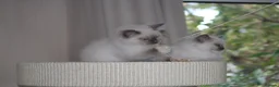 Ragdoll cats for sale: Beautiful ragdoll kittens in Manchester - Advert 17