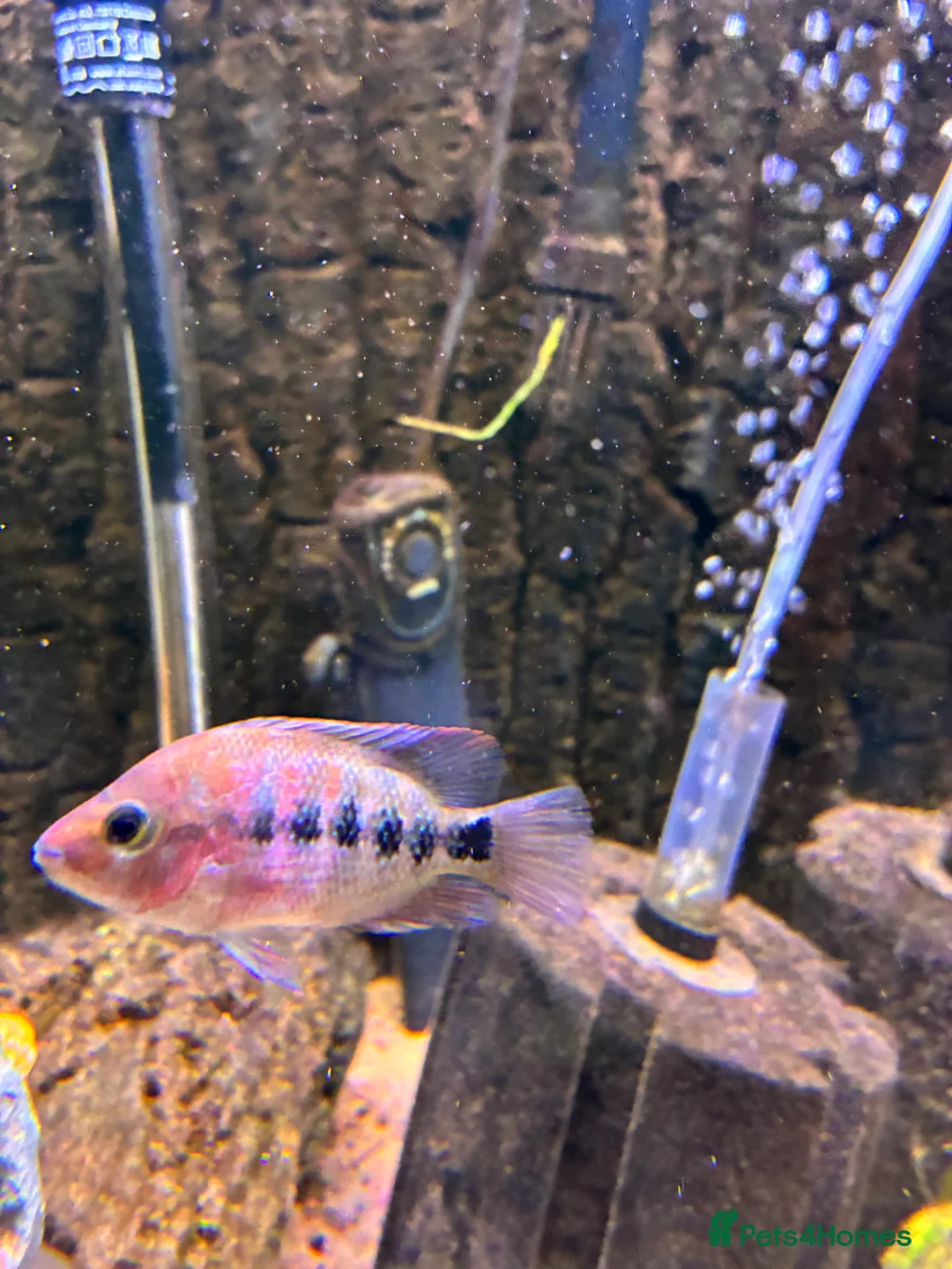 Cichlids fish for sale: Blood parrot x marble veija  - Advert 3