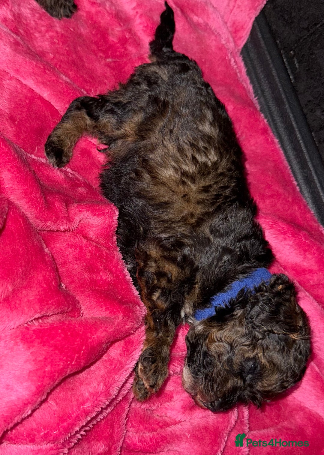 Toy Poodle dogs for sale: KC registered sable toy poodles  - Advert 10