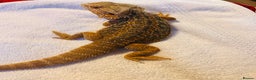 Bearded Dragon reptiles for sale: Blue Bar Breaded Dragon with Vivarium - Advert 5
