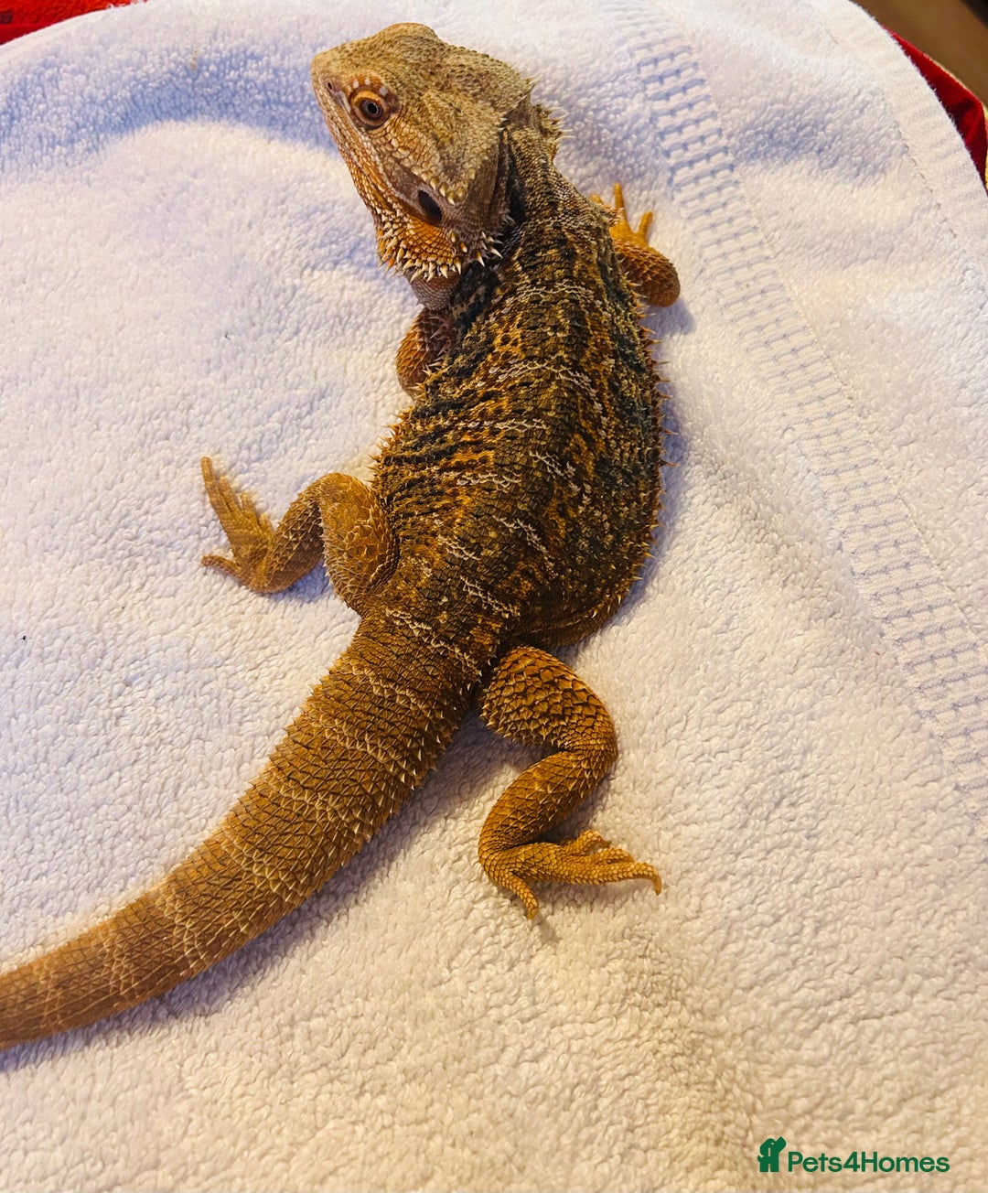 Bearded Dragon reptiles for sale: Blue Bar Breaded Dragon with Vivarium - Advert 5
