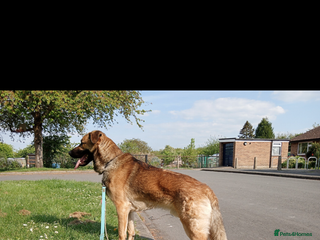 Australian Shepherd dogs Male Australian Shepherd - Advert 1