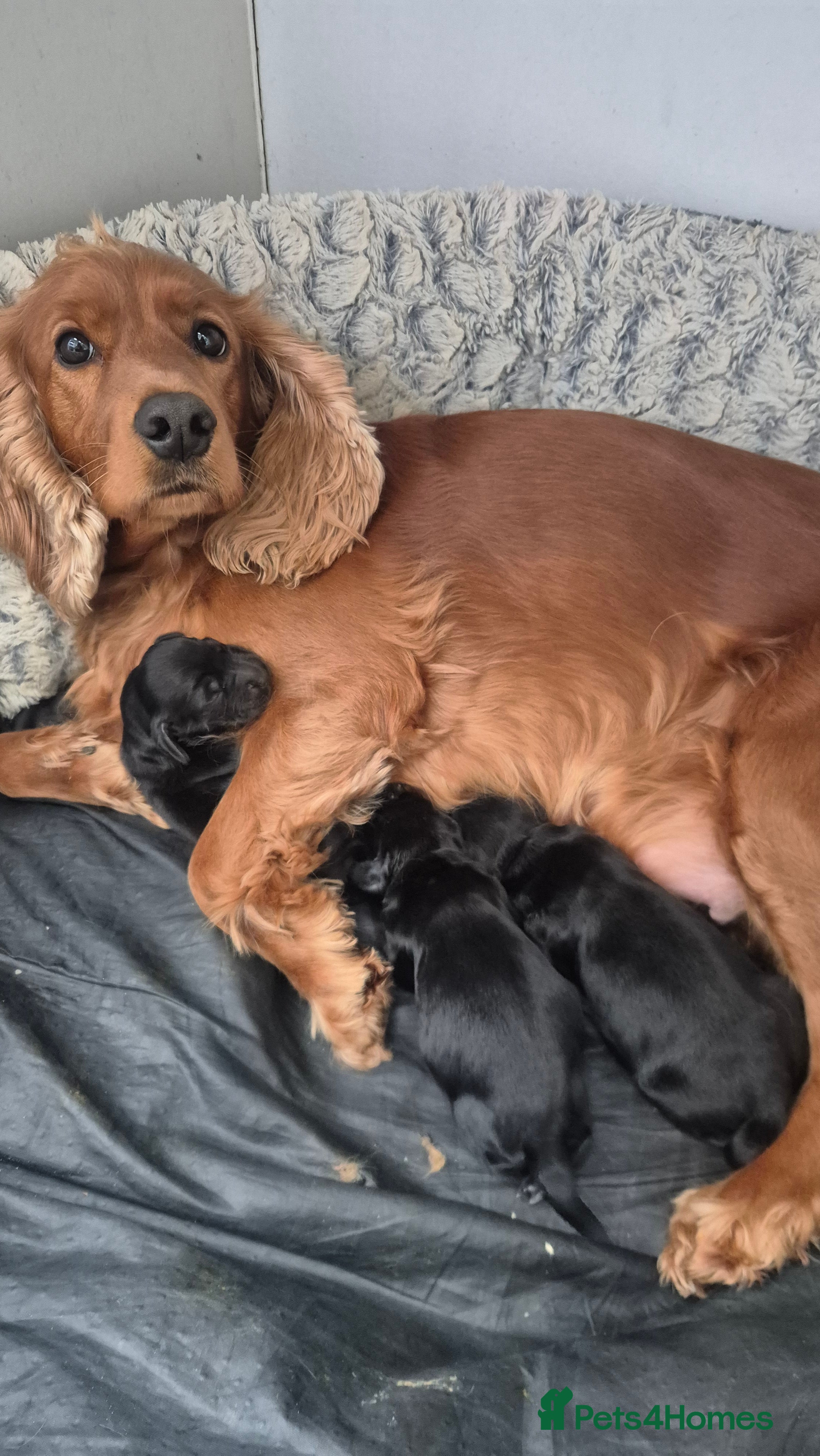 Cocker Spaniel dogs Mr Paul Bell - Advert 1