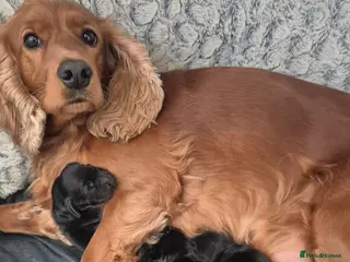 Cocker Spaniel dogs Mr Paul Bell - Advert 1