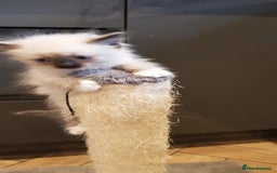 Siberian cats for sale: Hypoallergenic Siberian Neva Masquerade kittens. - Image 9