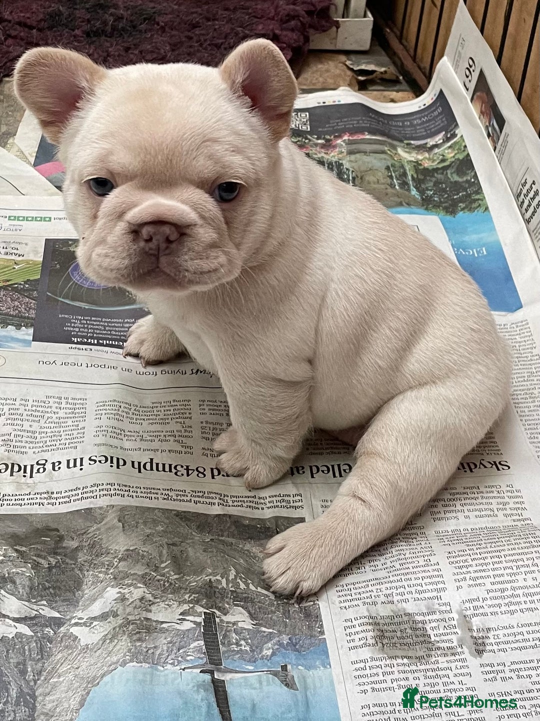 French Bulldog dogs for sale: KC REGISTERED QUALITY FRENCH BULLDOG PUPPIES  - Advert 13