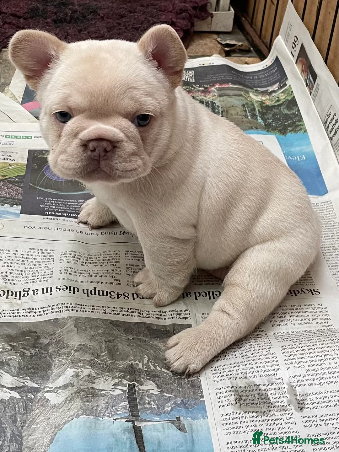 French Bulldog dogs for sale: KC REGISTERED QUALITY FRENCH BULLDOG PUPPIES  - Advert 13