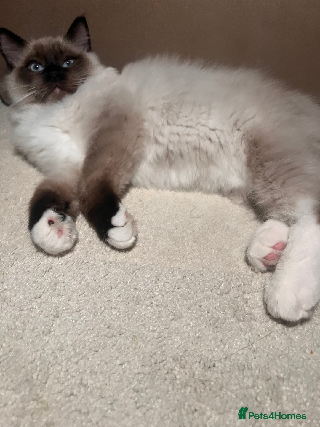 Ragdoll cats for sale: 3 month male ragdoll - Advert 11