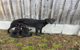 Whippet dogs for sale: 🐾 KC Registered Black Whippet Puppies 🐾 - Image 32