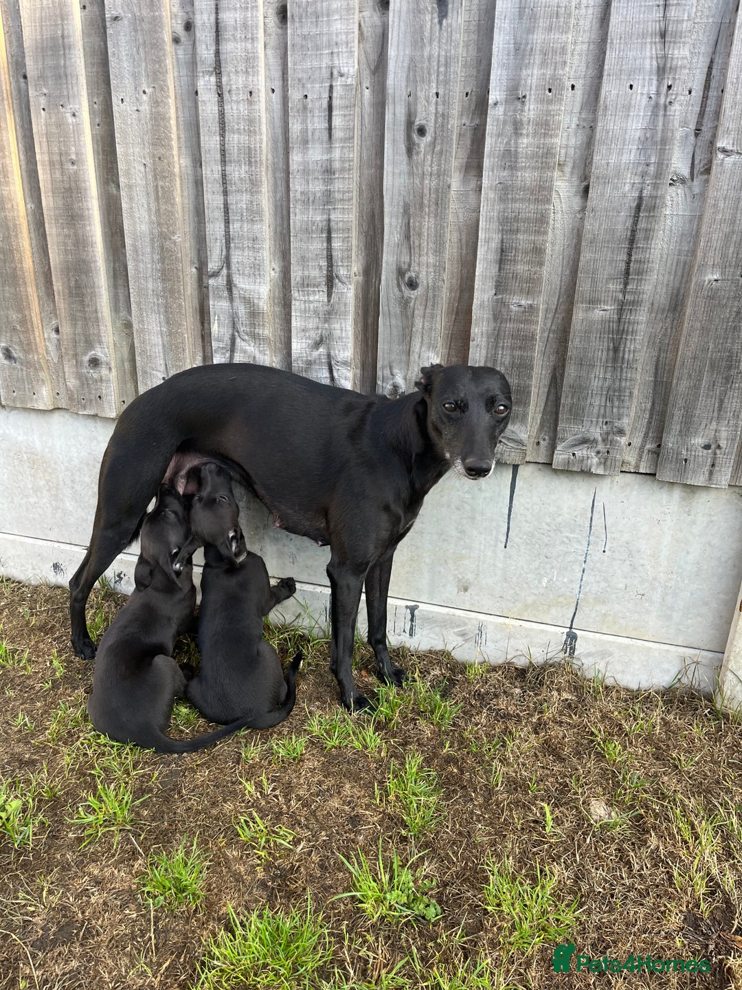 Whippet dogs for sale: 🐾 KC Registered Black Whippet Puppies 🐾 - Image 32