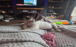 Cocker Spaniel dogs for sale: Cocker girl  - Image 2