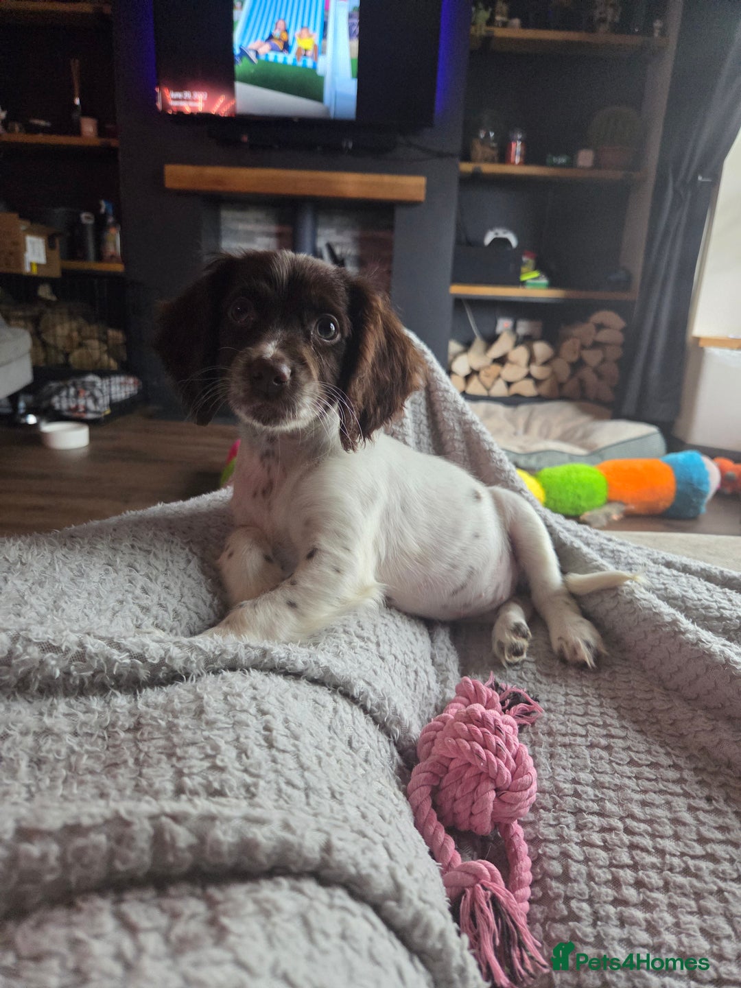 Cocker Spaniel dogs for sale: Cocker girl  - Image 2