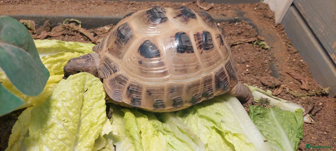 Tortoise reptiles for sale: Horsfield Tortoise - Advert 2