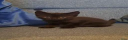 Mixed Breed cats for sale: Kittens for sale, mixed breed, 2 male, 5 females - Advert 7