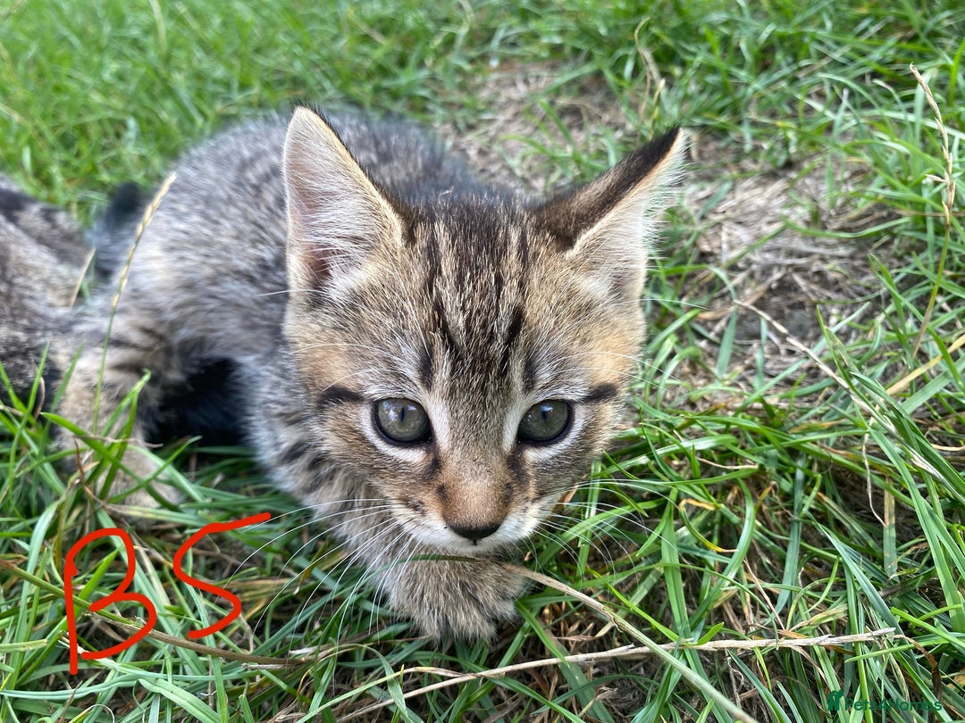 European cats for sale: 5 Adorable Male Kittens Looking for Loving Home - Image 14