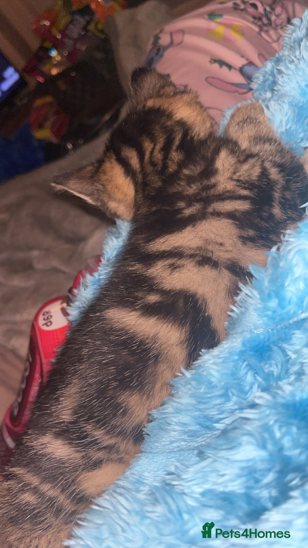 British Shorthair cats for sale: two female kittens  - Image 7
