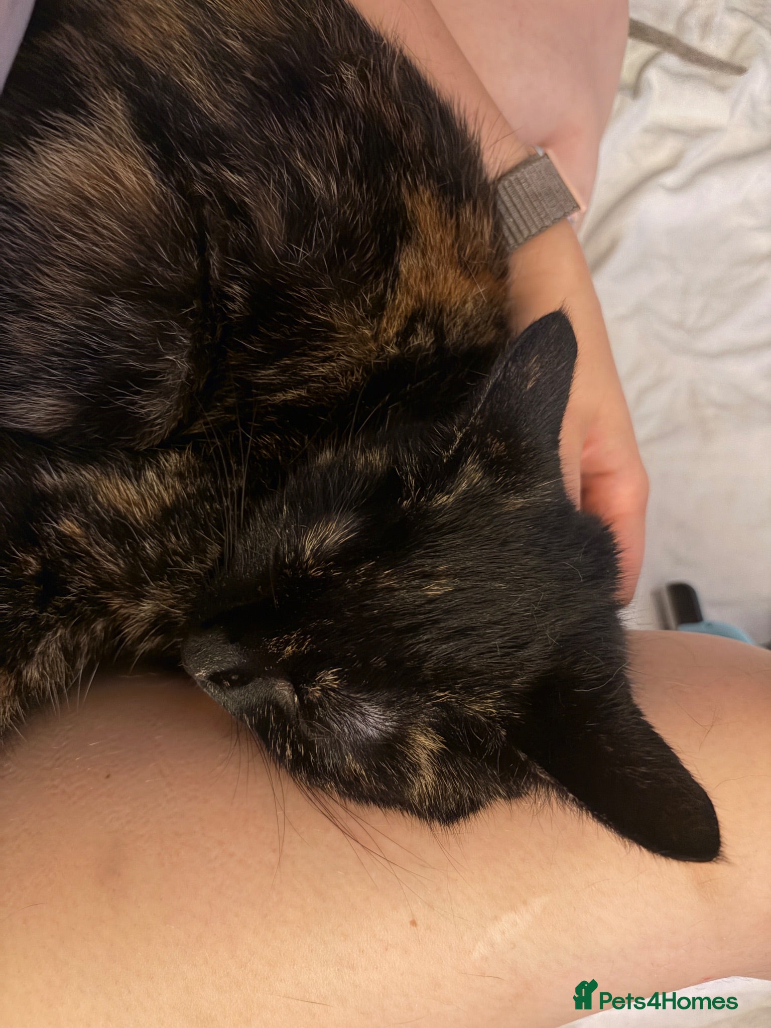 Domestic Shorthair cats Beautiful Tortoiseshell Domestic Shorthair Cat - Advert 12