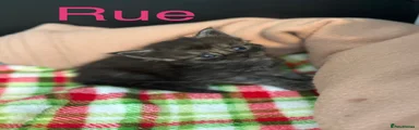 Maine Coon 3