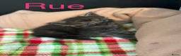 Maine Coon cats for sale: Maine coon kittens for sale  in Tamworth - Advert 6