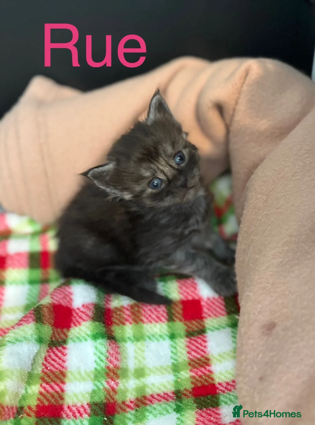 Maine Coon cats for sale: Maine coon kittens for sale  in Tamworth - Advert 6