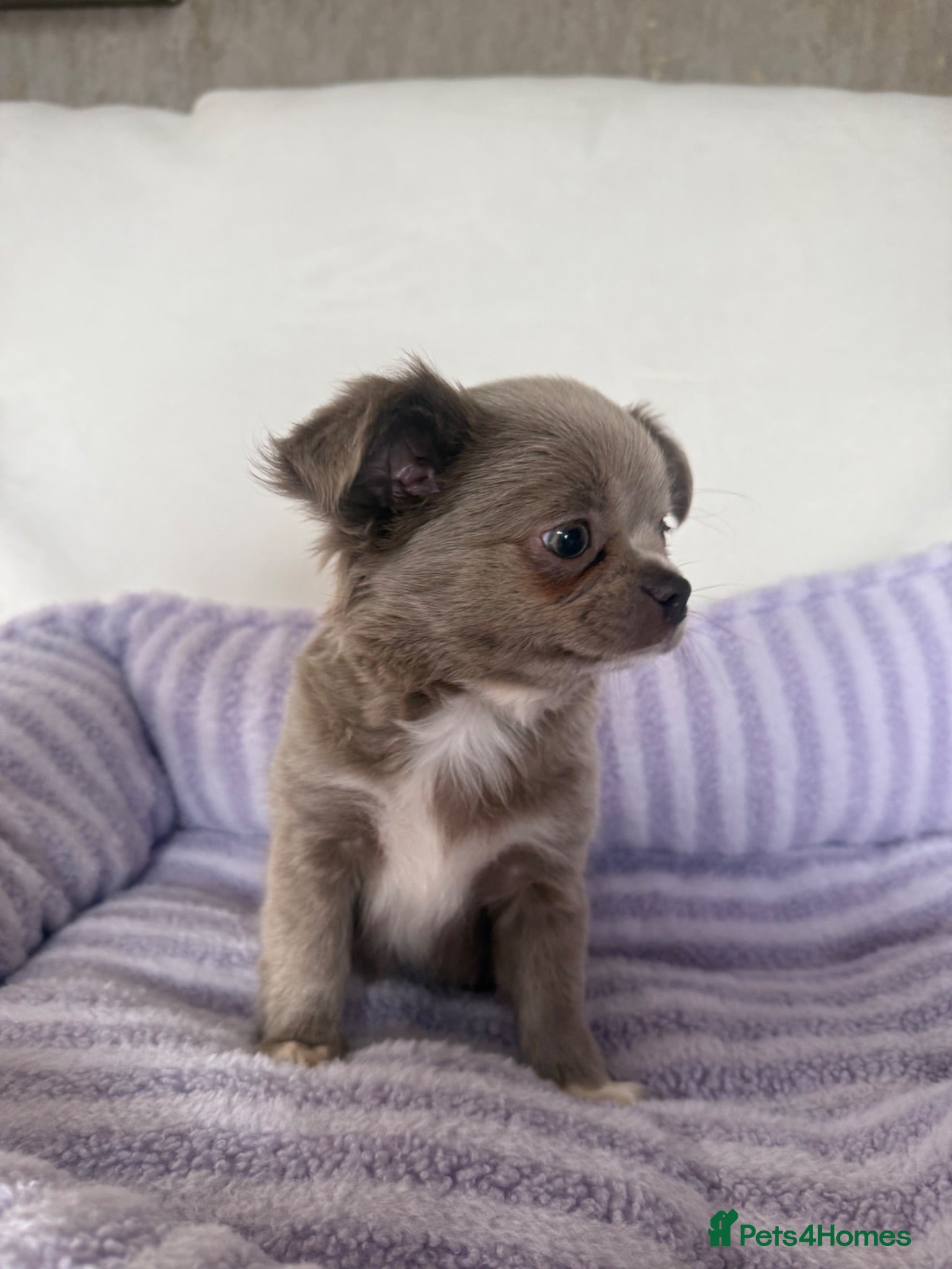 Chihuahua dogs Longhair apple head chihuahua Russian blood lines - Advert 2