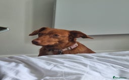 Mixed Breed dogs for sale: female pofenco cross, originally from Spain  - Image 4