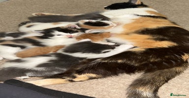 Mixed Breed cats - Advert 4