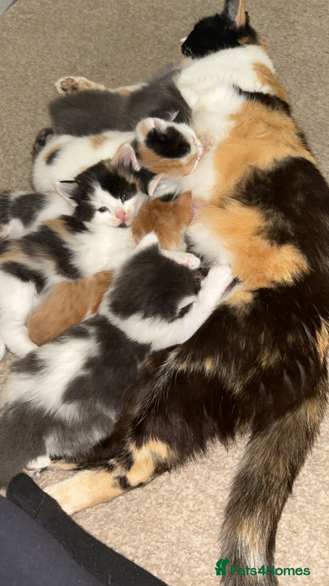 Mixed Breed cats for sale: Stunning mixed litter of kittens - Image 2