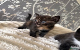 Domestic Shorthair cats for sale: 2 fluffy boys left - Image 5