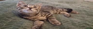 British Shorthair 1
