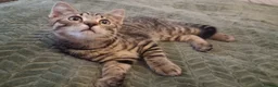 British Shorthair cats for sale: 4 Little Spotty Tigers  - Advert 16