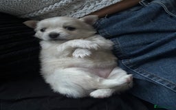 Chihuahua dogs for sale: Stunning Teddy Bear Chihuahua Girls - Image 9