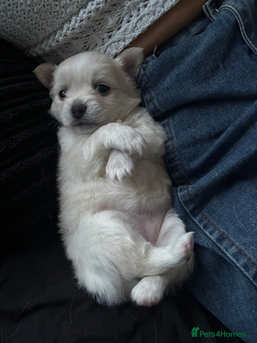 Chihuahua dogs for sale: Stunning Teddy Bear Chihuahua Girls - Image 9