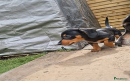 Mixed Breed dogs for sale: Jack russell x miniture dachshund pups in Porth - Image 1