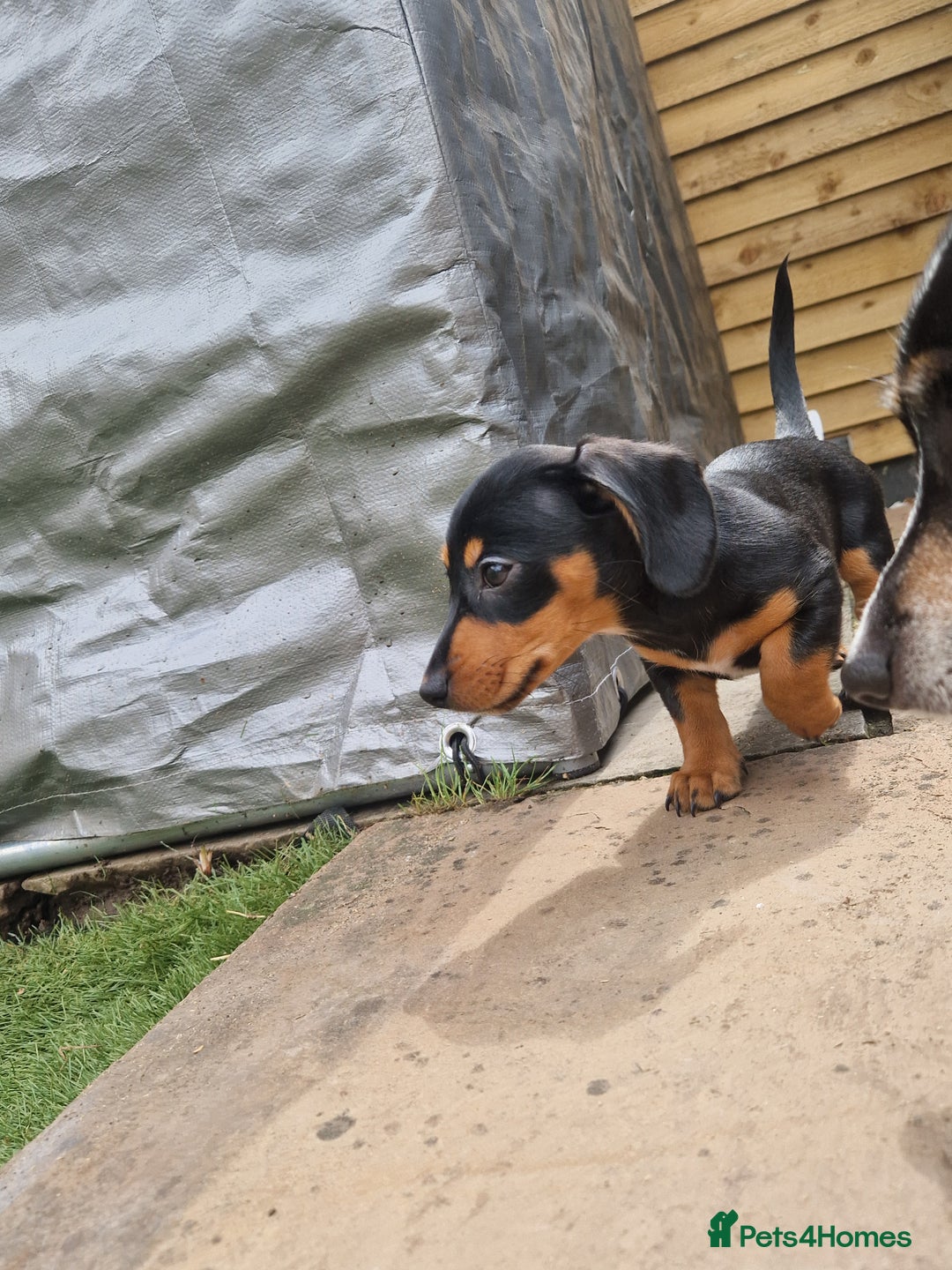 Mixed Breed dogs for sale: Jack russell x miniture dachshund pups in Porth - Image 1