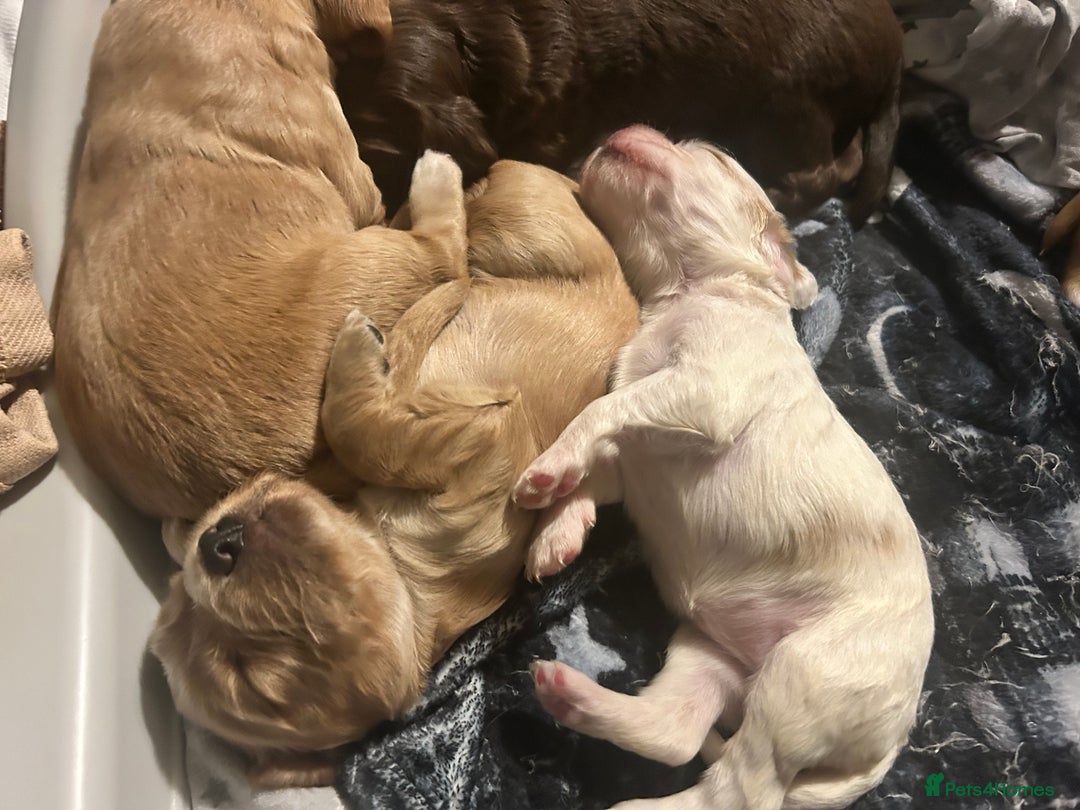 Cocker Spaniel dogs for sale: Cocker spaniel  - Advert 11