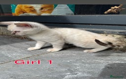 Bengal cats for sale: 4 Beautiful Bengals for sale  - Image 8