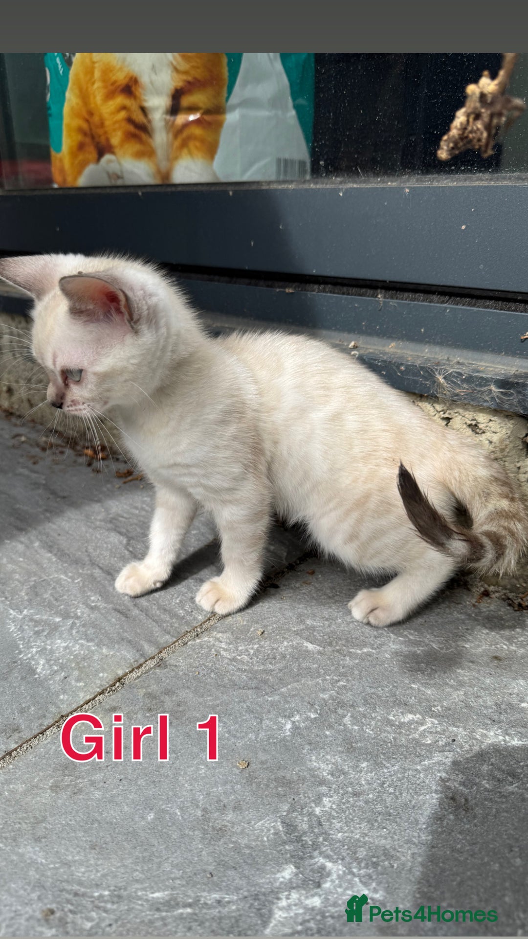 Bengal cats for sale: 4 Beautiful Bengals for sale  - Image 8