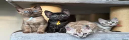 Bengal cats for sale: Gorgeous Health Tested Bengals  in Congleton - Advert 6