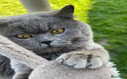 British Shorthair cats for sale: British blue short hair  - Image 1