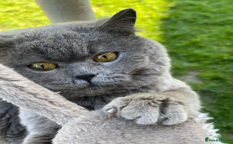 British Shorthair cats - Advert 6