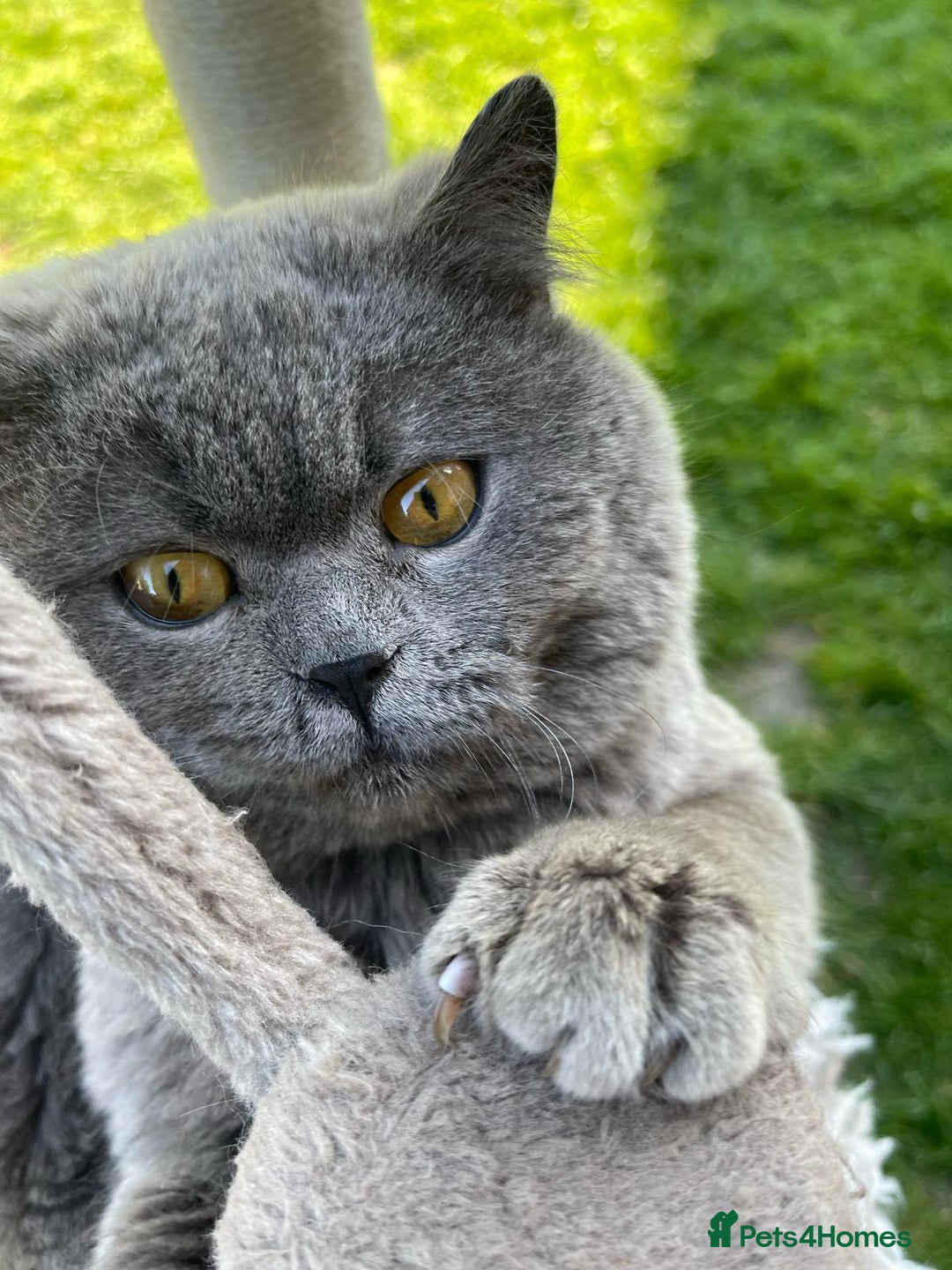 British Shorthair cats for sale: British blue short hair  - Image 1