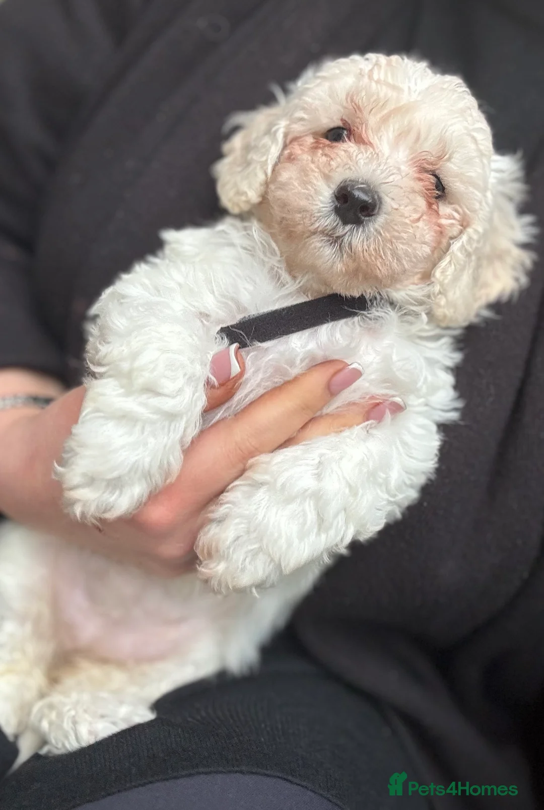 Poochon dogs for sale: READY TO LEAVE Poochons for sale  - Advert 5