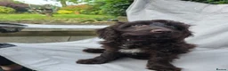 Cockapoo dogs for sale: Cockapoo Lucy in Alfreton - Advert 4