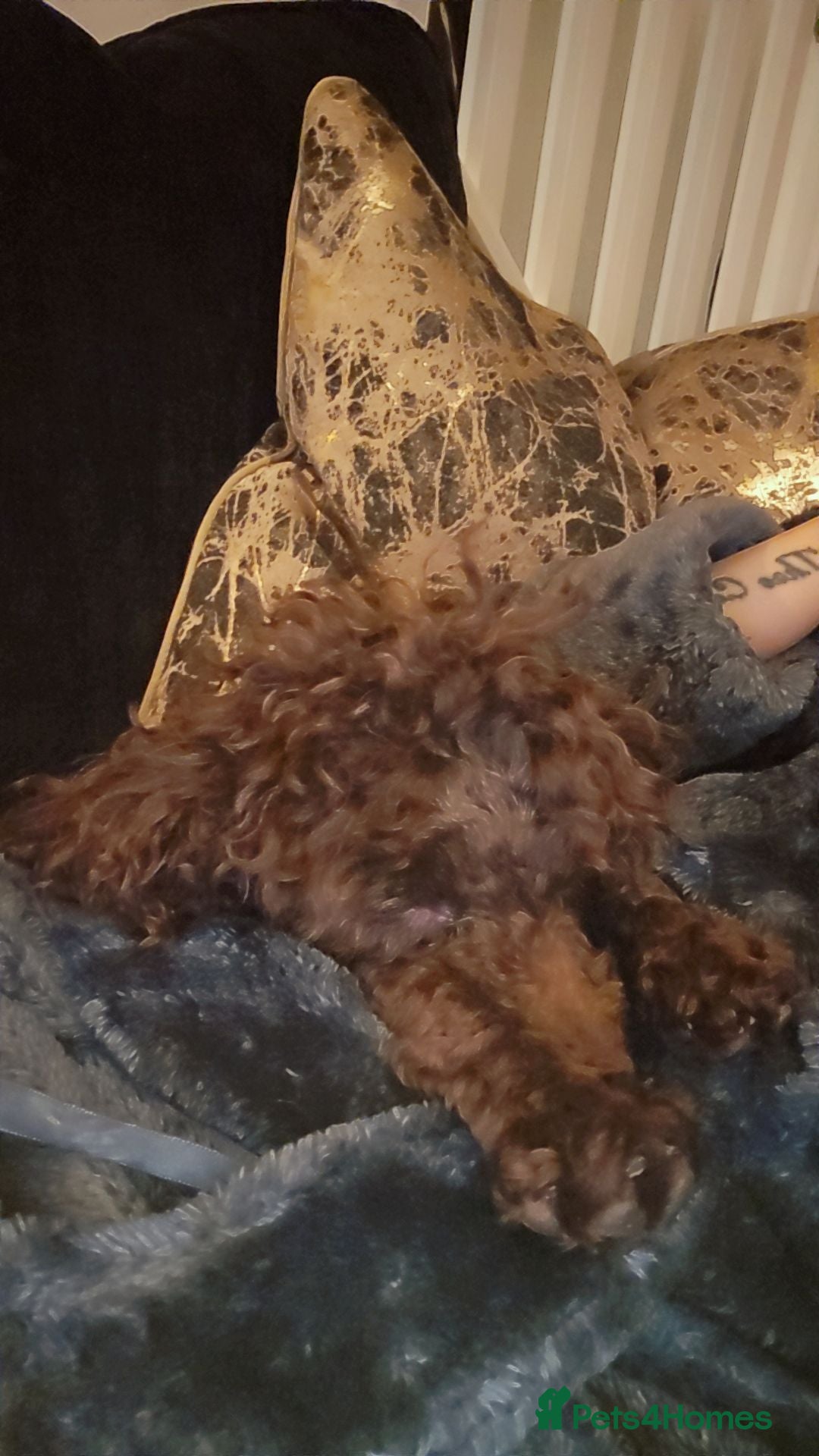 Toy Poodle dogs Beautiful Toy Poodle Puppies  - Advert 2
