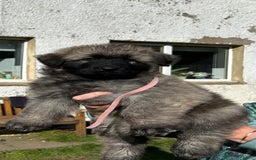 German Shepherd dogs for sale: KC Long Coats Ready To Leave Soon!  - Image 4