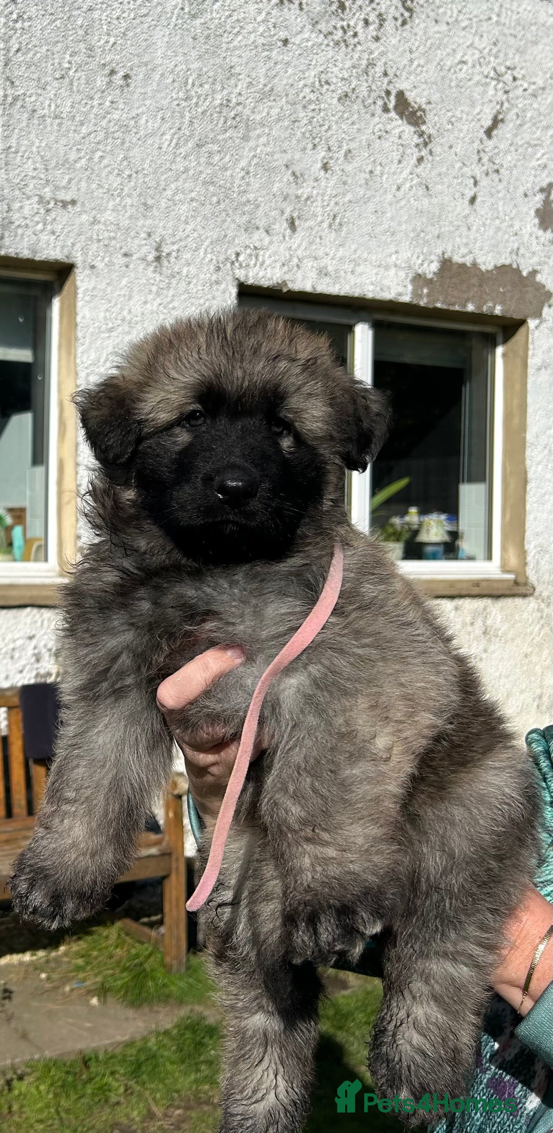 German Shepherd dogs for sale: KC Long Coats Ready To Leave Soon!  - Image 4
