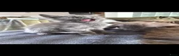 Maine Coon cats for sale: Maine coon pedigree kittens  - Advert 3